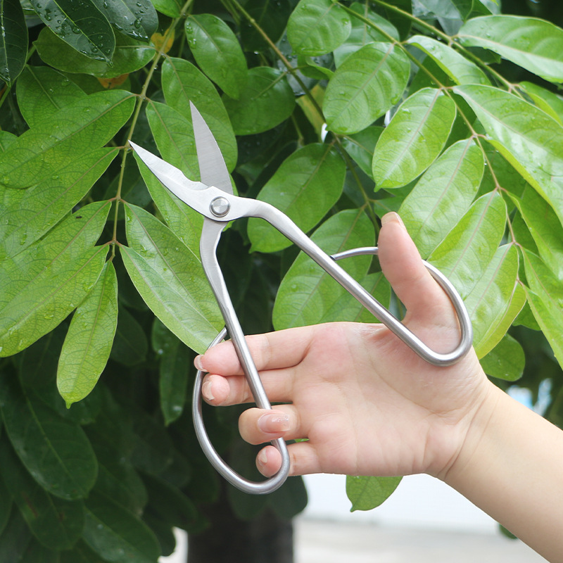 กรรไกรตัดแต่งกิ่งไม้เหล็กทั้งห - Bonsai Tool Set บทวิจารณ์และราคา
