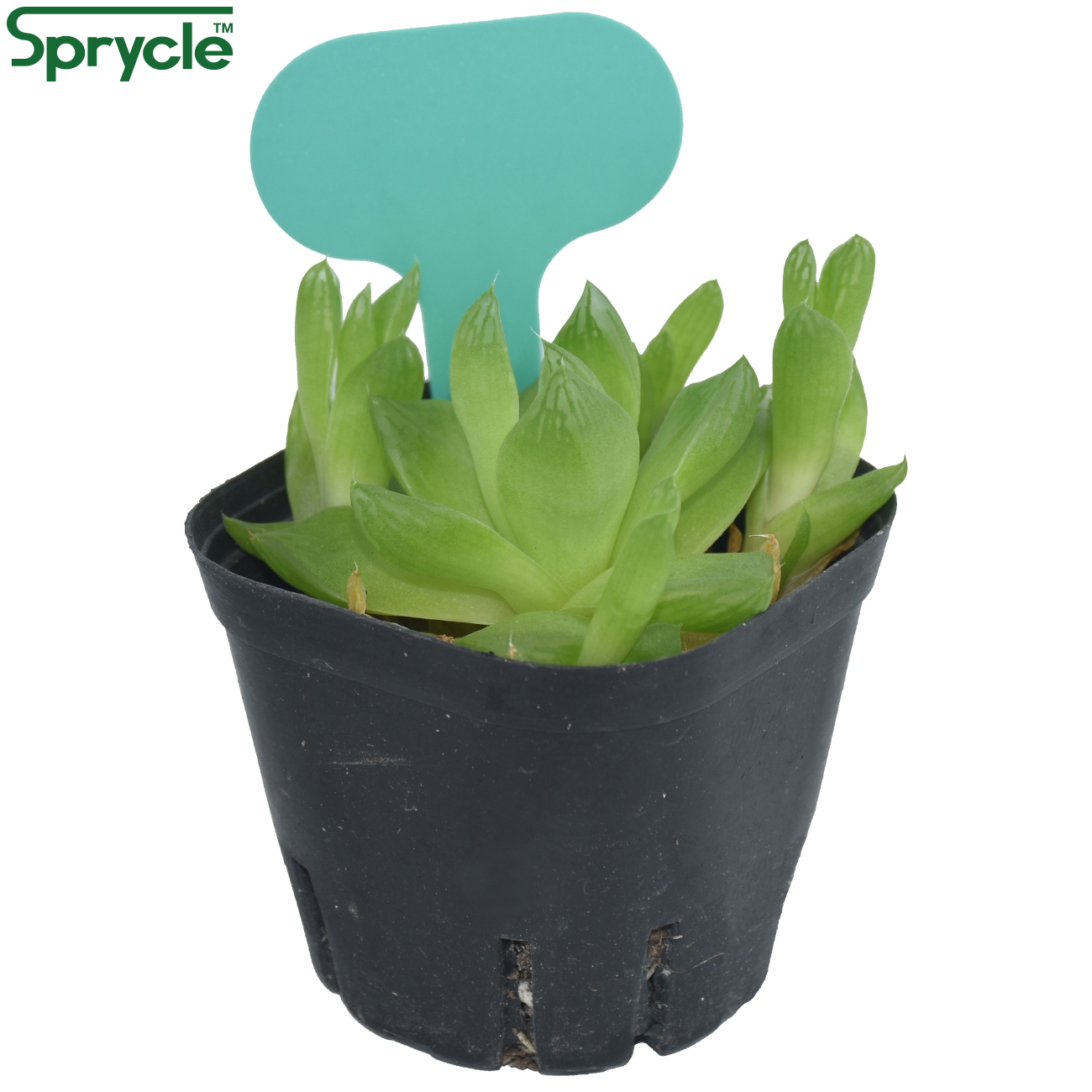 SPRYCLE 50PCS 50*70MM สีสันเคร - Plant Label Tags บทวิจารณ์และราคา