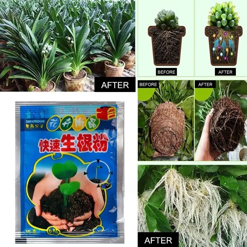 ผงเร่งราก 5 ชิ้น สารเร่งรากสำห - Root Watering Spike บทวิจารณ์และราคา