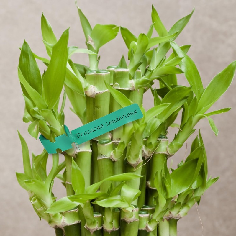 ป้ายติดต้นไม้ / ป้ายระบุชื่อต้ - Plant Label Tags บทวิจารณ์และราคา