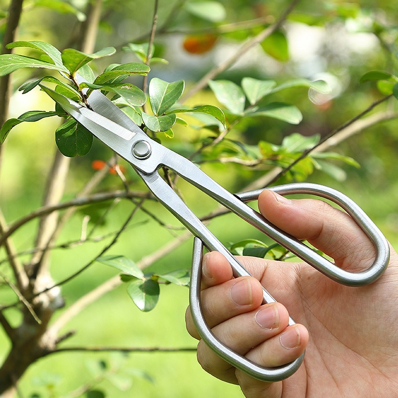 กรรไกรตัดกิ่งไม้เล็ก อุปกรณ์ทำ - Bonsai Tool Set บทวิจารณ์และราคา
