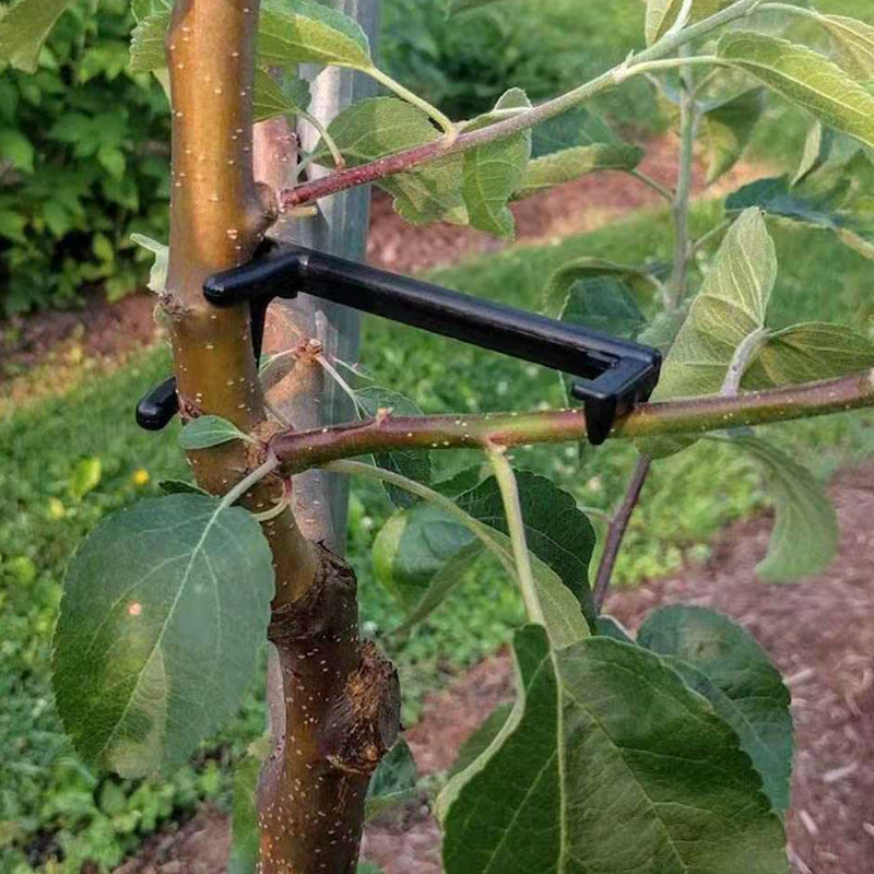 ผลไม้สาขาต้นไม้ PULLER พืช Vin - Root Watering Spike บทวิจารณ์และราคา